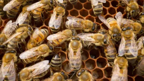 Gwyndaf Hughes/BBC An close-up photograph of bees on a frame with hexagonal holes