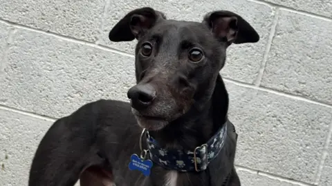 A black greyhound wearing a blue collar