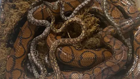 City of Portsmouth College A top-down image of a Brazilian rainbow boa constrictor snake with its baby snakes