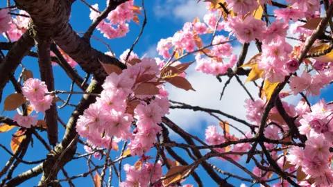 Saim Faisel Cherry blossom branches