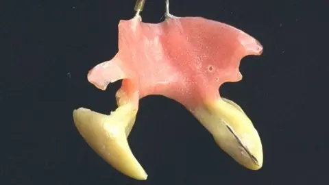 A close-up photograph of some white fangs attached to a pink palette plate with a thin metal hollow needle visible in one of the fangs.  