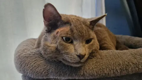 Supplied A grey cat with an injury near his right eye, sitting down on a cat bed, with most of his head and part of his body in the picture. He is looking slightly to the right. Some of his fur above his eye has been shaved.