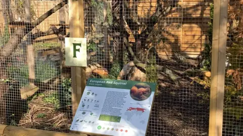 Luke Deal/BBC A general view of the red squirrel enclosure already built at the sanctuary. It shows an enclosure with trees and woodland furniture inside. An information board about red squirrels sits outside of it for visitors to read.