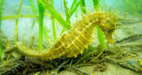 Neil Garrick-Maidment Green Seahorse