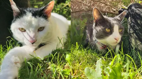 RSPCA A composite of two photos. On the left is a white cat with black on its head laying in grass and on the left is a grey and white cat also sitting in grass. They both have yellow eyes.