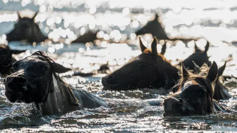 A herd of wild Chincoteague Ponies make the swim from Assateague Island to the shores of Chincoteague
