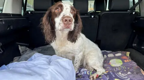 Dundonnell Mountain Rescue Team Aggie is a brown and white spaniel. She is in a car boot, sitting on blankets and free of the lumps of snow.