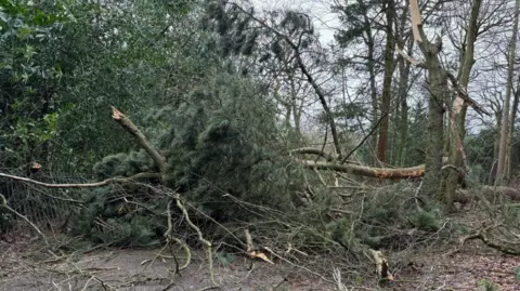 Warley Woods Community Trust A tree and a number of branches scattered across the ground in a small wood