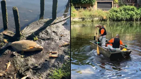 Owen Sennitt/BBC A large fish and three smaller ones lie dead on a river bank, pictured on the left, while on the right, two men wearing orange high-vis clothing push off the bank in a boat using an oar to begin collecting fish