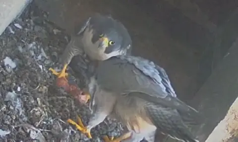 Two peregrine falcon birds surrounding their three brown eggs in the nest at the cathedral