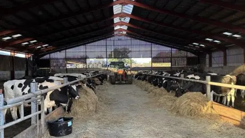 A dark barn with two rows of black and white cows feeding on hay at either side of a large concrete walkway. A red tractor and wrapped up bales of hay can be seen in the background.