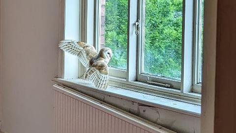 owl perched on window sill