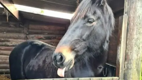 Hope Jarvis A black horse in wooden stables. The horse has its tongue out