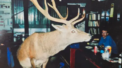 Hostelling Scotland A stag inside the hostel. It is looking over to its right. There is a man in a blue jumper sitting at a table watching it.