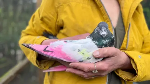 A pigeon with dyed pink feathers is held by a woman