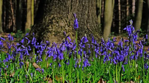 squiz/BBC Weather Watchers Bluebell plants with bright blue flowers and green stems, in front of trees.