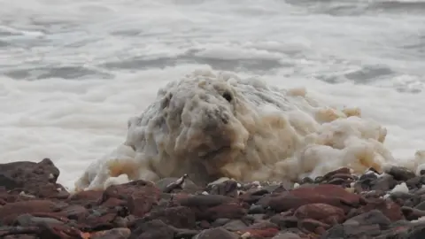 The seal is on a rocky shore and is covered large round flat pebbles. It is looking towards the camera. The seal is covered in foam that looks like the foam on a cappuccino. More foam is on the surface of the sea behind the seal.