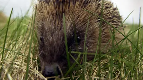 A close-up of a hedgehog in grass.
