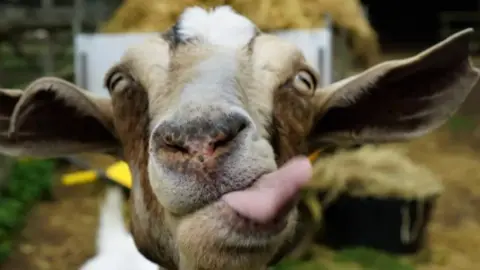 Buttercups Sanctuary for Goats A goat faces the camera with its tongue out, looking silly.