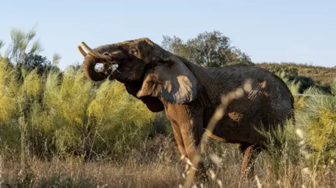 Pangea An elephant eating grass within a wild sanctuary.