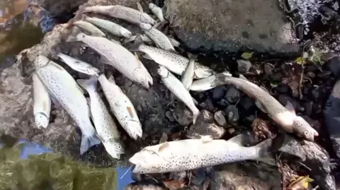 Plunket Scullion A pile of small silver-coloured fish lying on rocks in a stream bed.