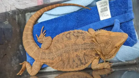 RSPCA Bearded dragon
