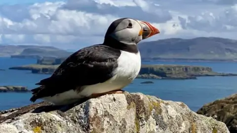 Malcolm Whyte A puffin sitting on a rocky outcropping, with the sea stretching behind the puffin. 