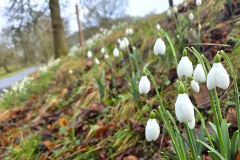 BBC Weather Watchers / Kendal Jay A grassy slope leading down to a grey tarmac road is out of focus in the background. In the foreground, a bunch white bell-shaped flowers have rain drops on them.