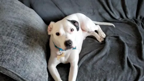 RSPCA A white Staffie cross dog lying on a grey sofa looking into the camera