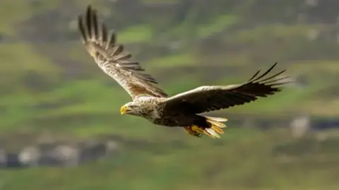 Getty Images A white-tailed sea eagle in flight over a rocky hillside.