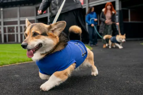 Reuters A happy looking corgi wearing a royal blue racing vest being led down a path