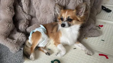 Caitlin Roberts A small tan and white long-haired chihuahua lies on a foam play mat wearing a nappy around his back end. A yellow and orange rattle toy sits on the mat in front of him and a fluffy grey blanket is draped behind. A baby's legs and a TV remote are just visible in the background.
