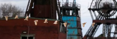 Andrew Mason In a composed image a barn owl can be seen flying past the industrial machinery of the former colliery