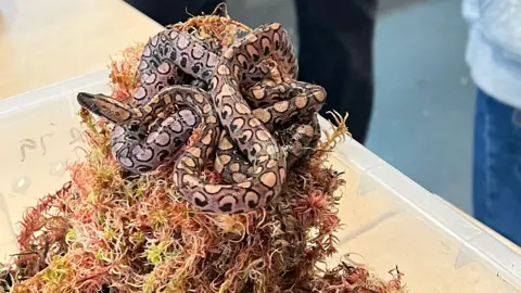 City of Portsmouth College Medium close-up of a snake coiled and wrapped around a pile of vegetation inside a plastic container