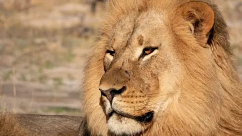A male lion is lying down. His head is raised and he's staring towards the right. The animal has a bushy, yellow mane of fur which frames its face. Its deep, orange eyes are half closed and on its muzzle are three visible scars. 