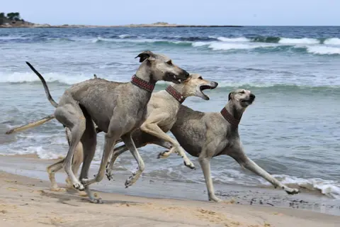 FETHI BELAID / AFP / GETTY IMAGES Tunisian Saluki hunting dogs play on a beach in Cap Angela, in the Bizerte region. They are tall, lightweight muscular dogs similar in appearance to greyhounds.