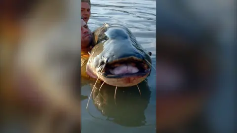 A giant catfish being held out of the water by two fishermen.