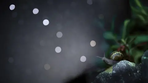 Richard Murray / PA A snail with its antenna pointed towards the night sky.