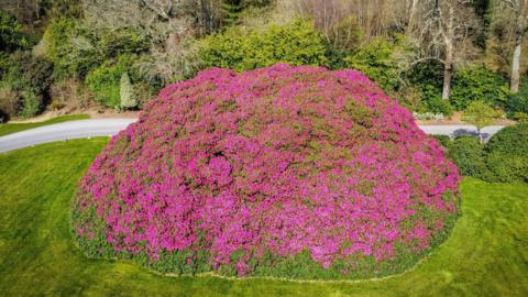 The pink rhododendron at South Lodge Hotel