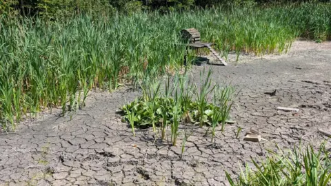Linda Cork A dried up pond with some reeds growing around its perimeter. A small duck house with a ramp sits on the edge of where the water should be.