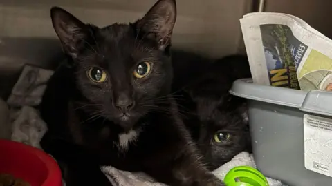 Cats Protection Two black cats lie down together surrounded by newspapers and plastic toys. 