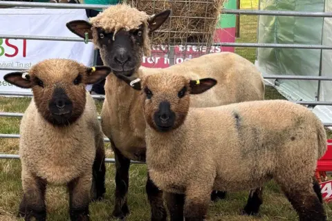 Paula Shiels Three sheep look at the camera at a country show. They stand on grass in front of a metal fence.