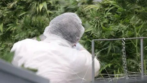 A worker prepares the plants inside one of Curaleaf's greenhouses in Lisbon, Portugal