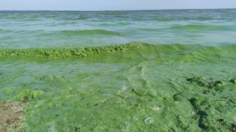 The shoreline of a lake coloured in green.
