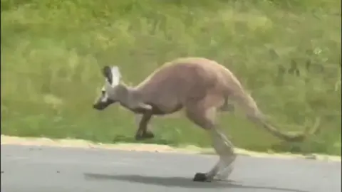 A Kangaroo is seen hopping down a US interstate