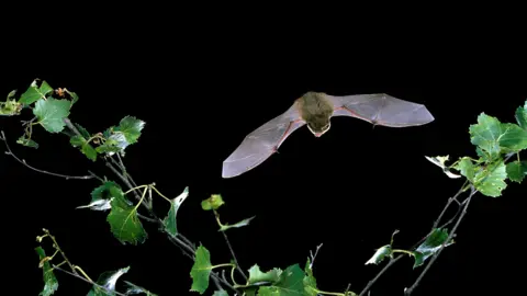www.bats.org.uk A bat in flight over some thin branches with green leaves on them. It is night-time and the bats wings appear lit up, presumably by artificial light.
