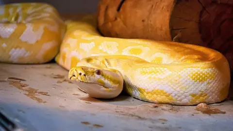 Rural East Devon Police Snake 
