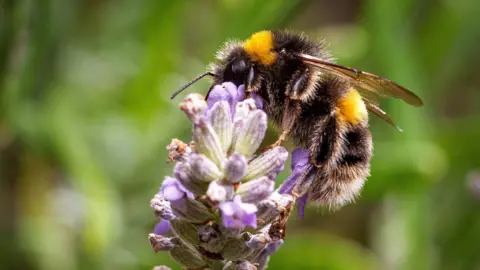 Getty A close up of a bee on a piece of purple buddleia, the background greenery is blurred