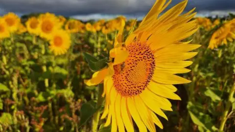 A close-up on a sunflower, showing its yellow petals, in front of a fields full of them, under a sky of black clouds.