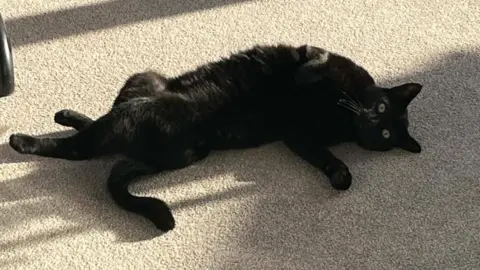 Emma Parker A black cat lying on its back and looking at the camera. He is lying on beige carpet in the sun. 
